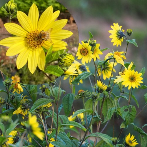 Helianthus 'Lemon Queen' - Päevalill 'Lemon Queen'